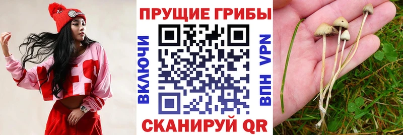 Псилоцибиновые грибы Magic Shrooms  Дятьково 